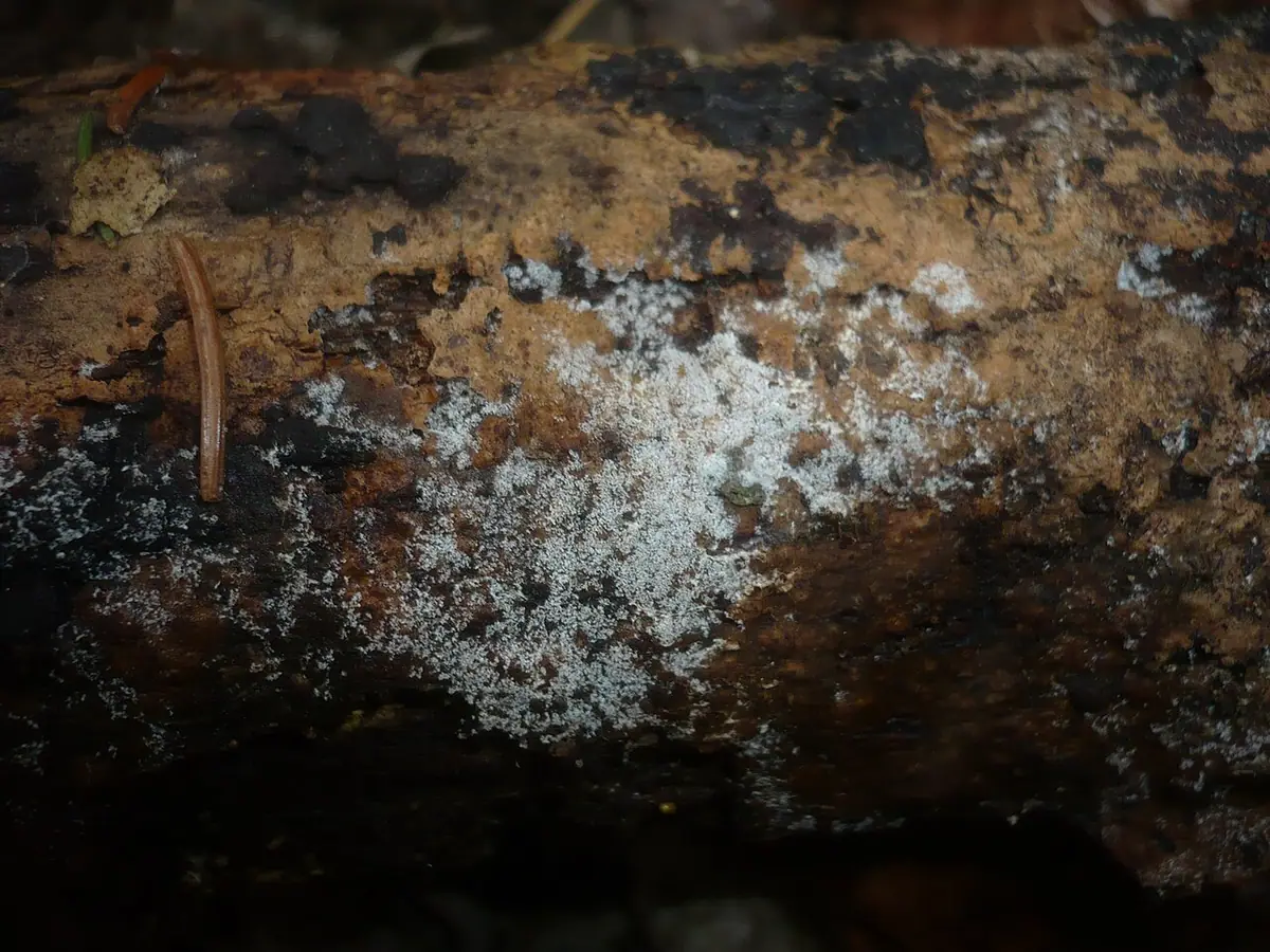 Pajęczowiec białawy (Botryobasidium candicans) — zdjęcie 1 z 3