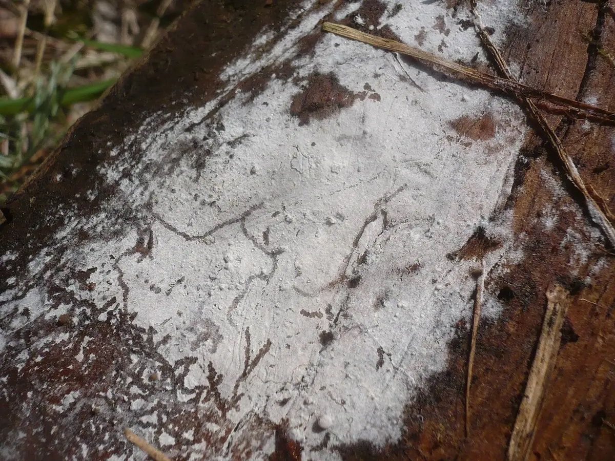 Pajęczowiec drobnozarodnikowy (Botryobasidium subcoronatum)