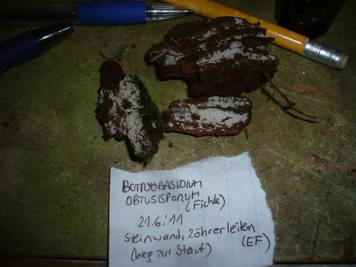 Pajęczowiec tępozarodnikowy (Botryobasidium obtusisporum) — zdjęcie 1 z 2