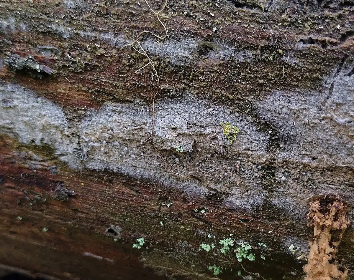 Pajęczowiec wąskokonidiowy (Botryobasidium medium) — zdjęcie 1 z 2