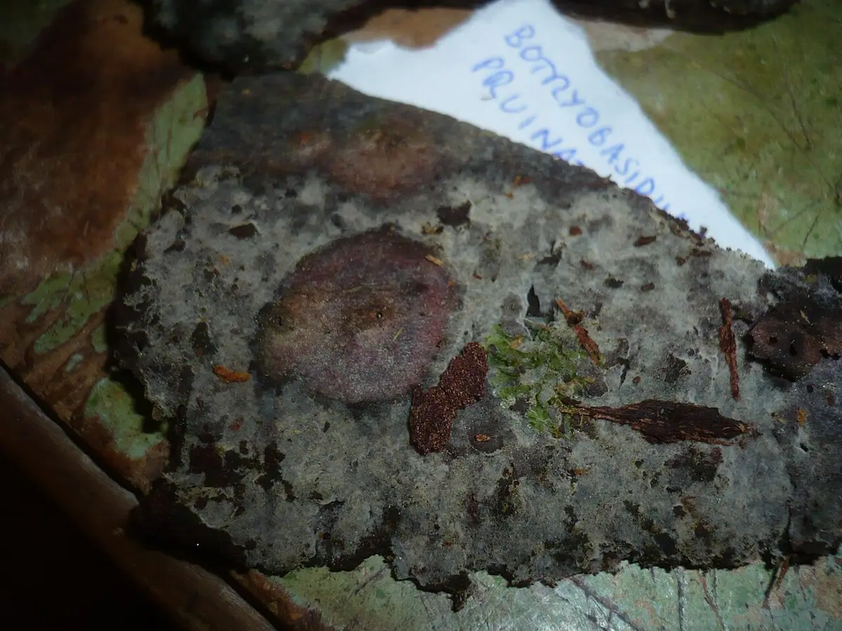 Pajęczowiec ziarnistostrzępkowy (Botryobasidium pruinatum)