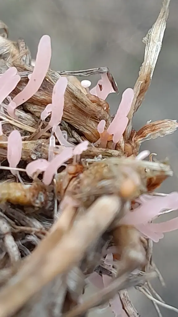 Pałecznica fioletowawa (Typhula micans) — zdjęcie 1 z 3