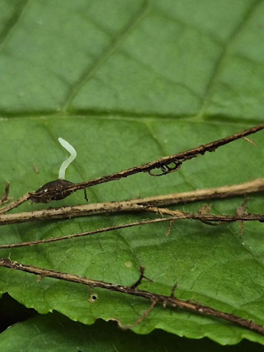 Pałecznica koralowa (Typhula crassipes) — zdjęcie 1 z 4