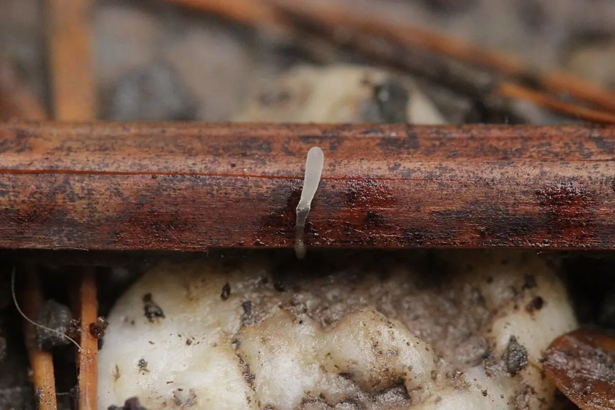 Pałecznica orlicowa (Typhula quisquiliaris) — zdjęcie 1 z 2