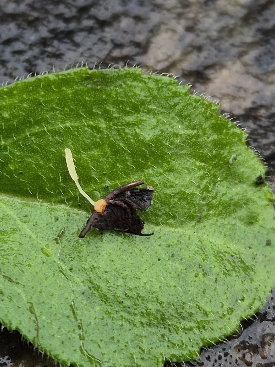 Pałecznica paprociowa (Typhula todei) — zdjęcie 1 z 4