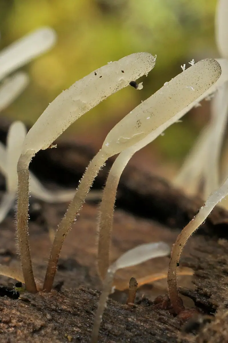 Pałecznica sklerotowa (Typhula sclerotioides)
