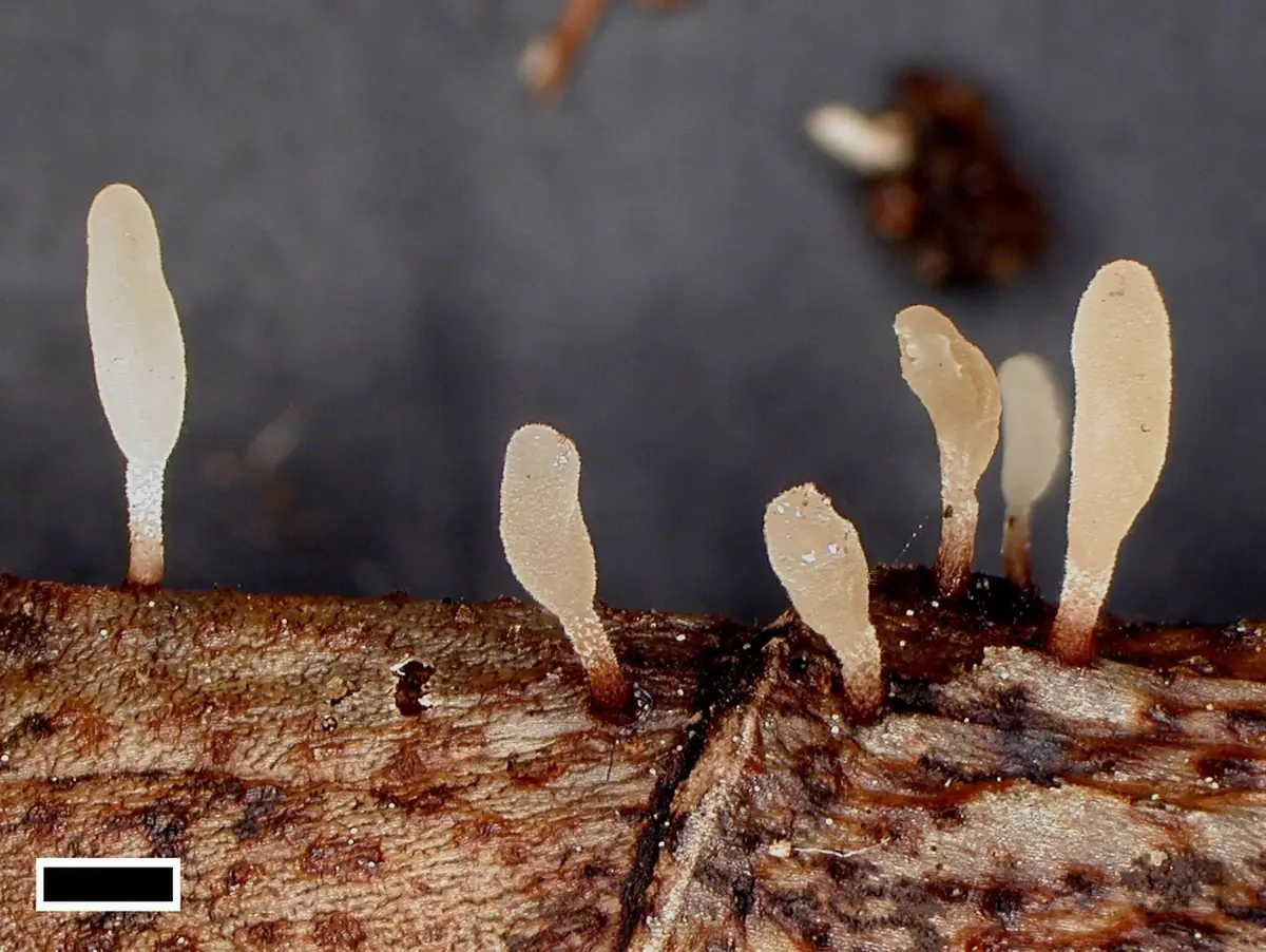 Pałecznica szczecinkowatotrzonowa (Typhula setipes) — zdjęcie 1 z 4