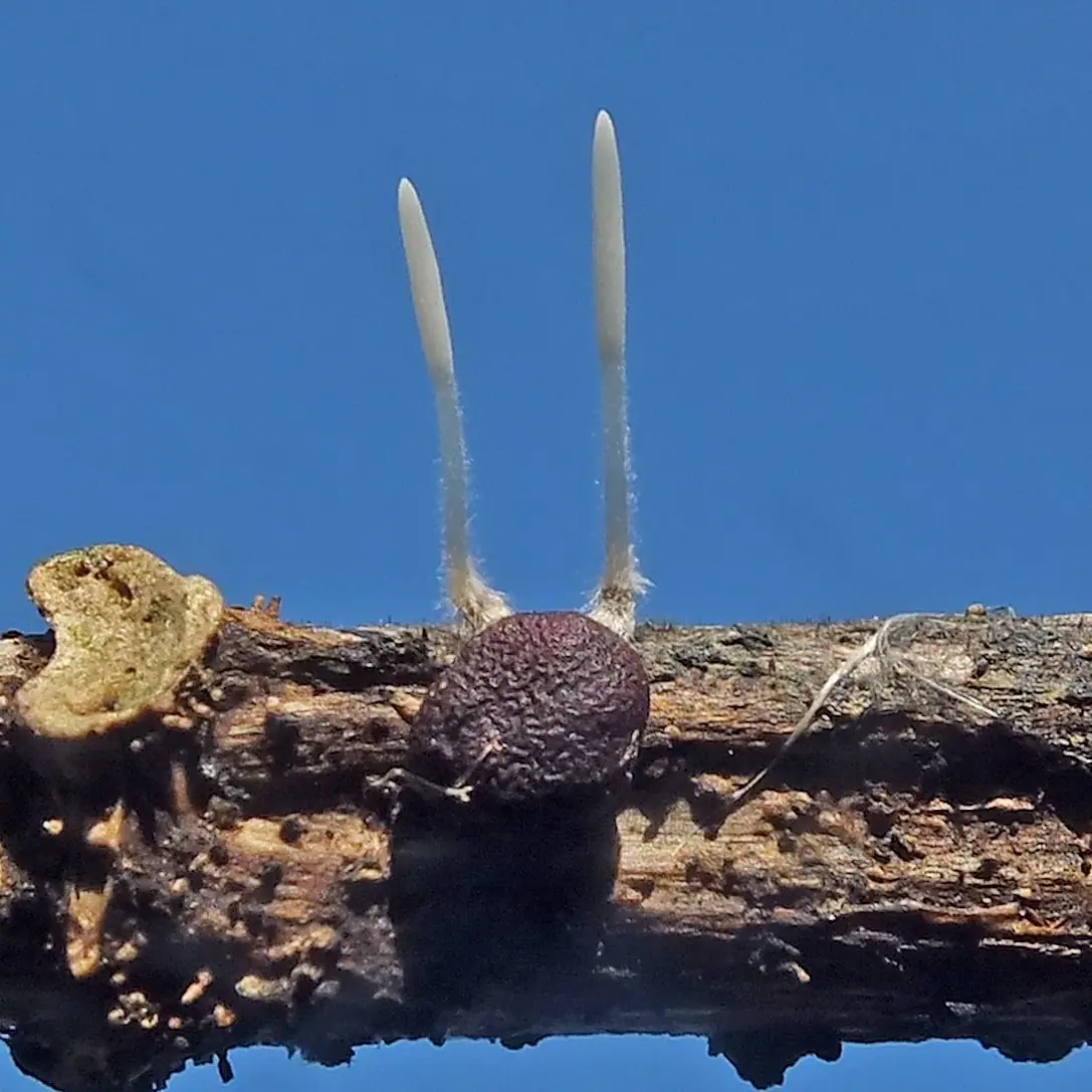 Pałecznica zmienna (Typhula variabilis) — zdjęcie 1 z 2