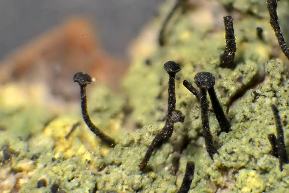 Pałecznik zielony (Calicium viride) — zdjęcie 1 z 4
