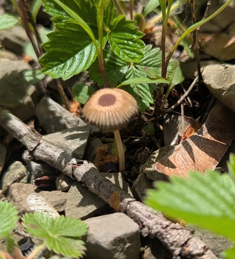 Parasola megasperma