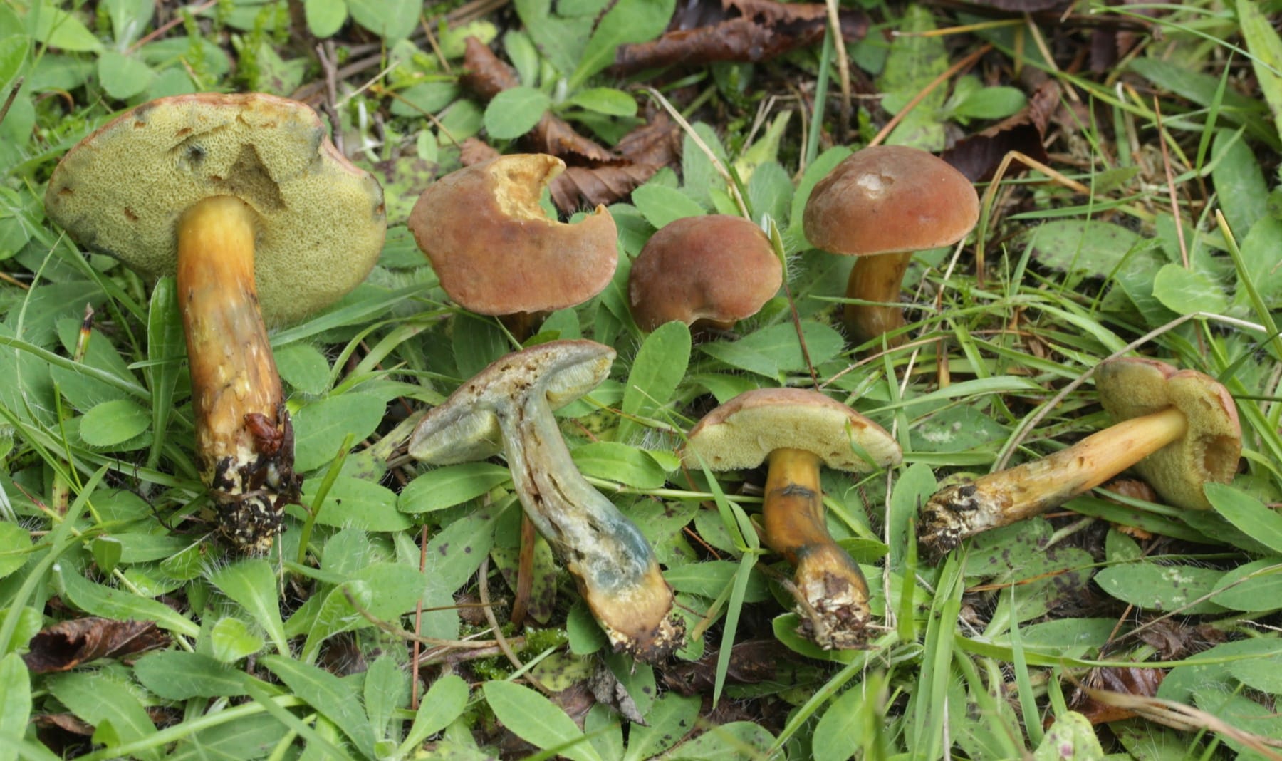 Parkogrzybek morelowy (Hortiboletus bubalinus) — zdjęcie 1 z 4