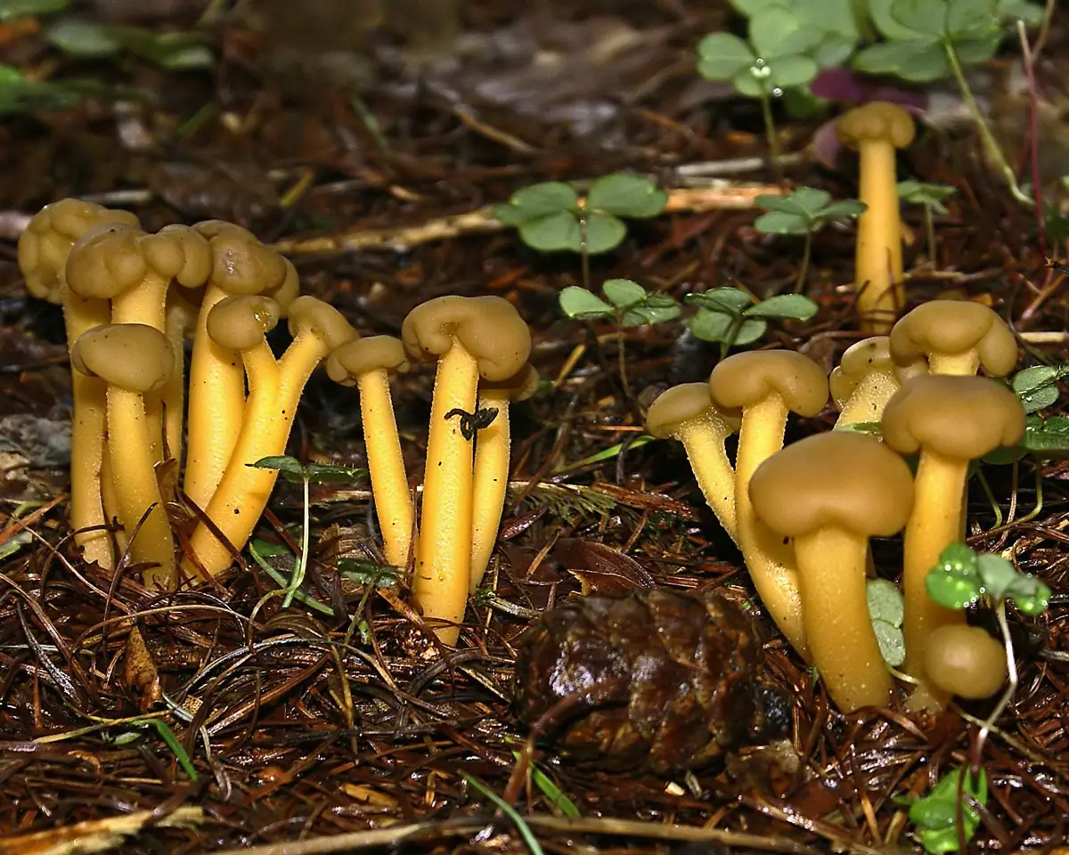 Patyczka lepka (Leotia lubrica) — zdjęcie 1 z 4