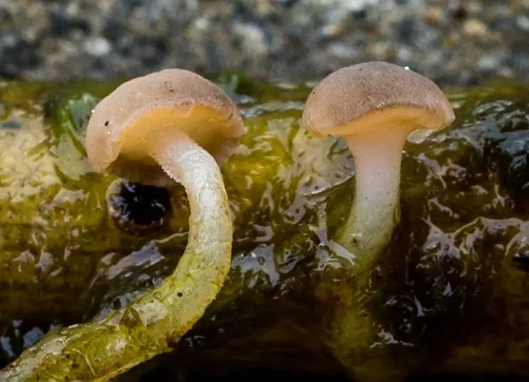 Patyczka moczarowa (Cudoniella clavus) — zdjęcie 1 z 4