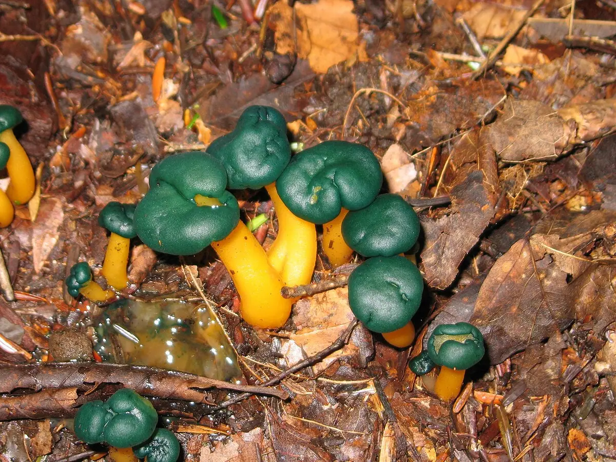 Patyczka zielonawa (Leotia viscosa) — zdjęcie 1 z 4