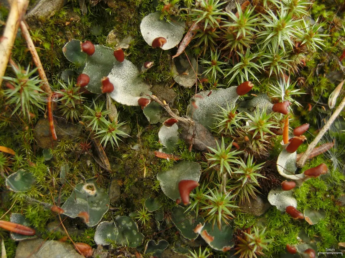 Pawężnica drobna (Peltigera didactyla) — zdjęcie 1 z 4