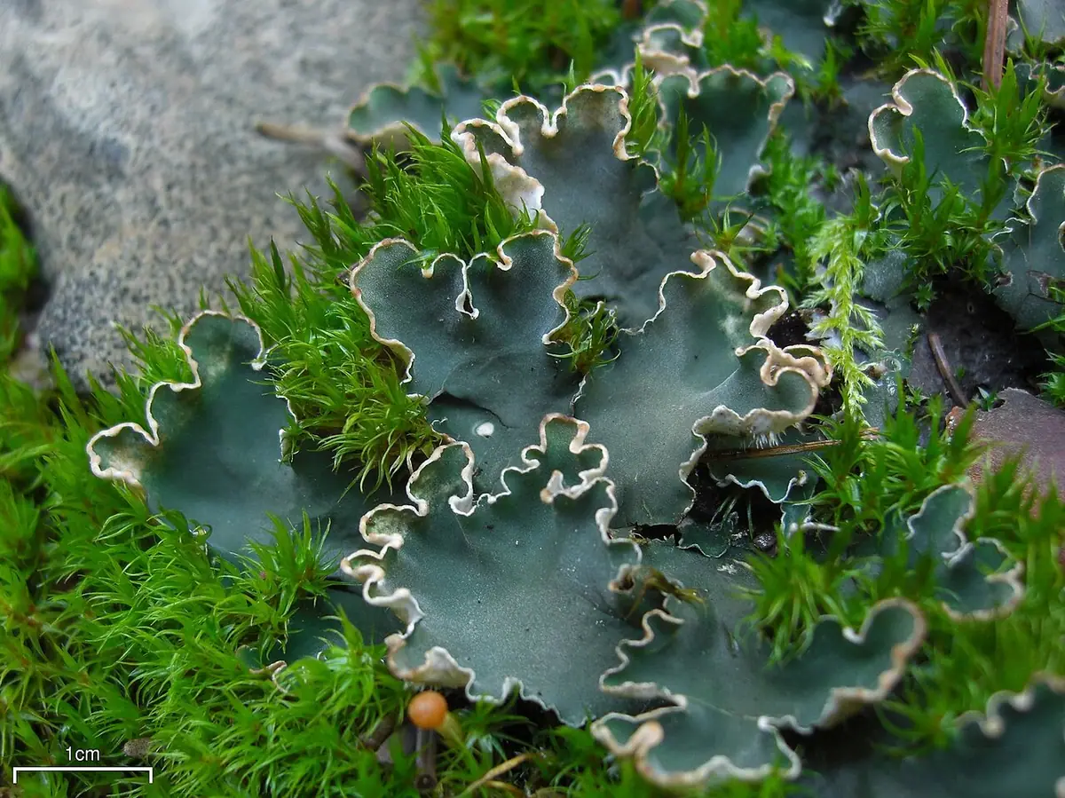 Pawężnica jabłkowata (Peltigera malacea) — zdjęcie 1 z 4