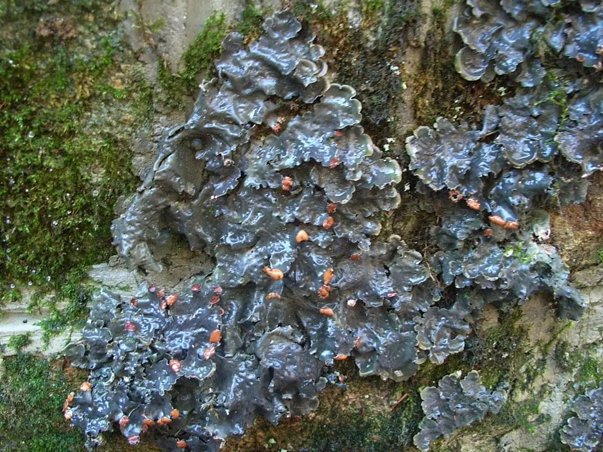 Pawężnica palczasta (Peltigera polydactylon) — zdjęcie 1 z 4
