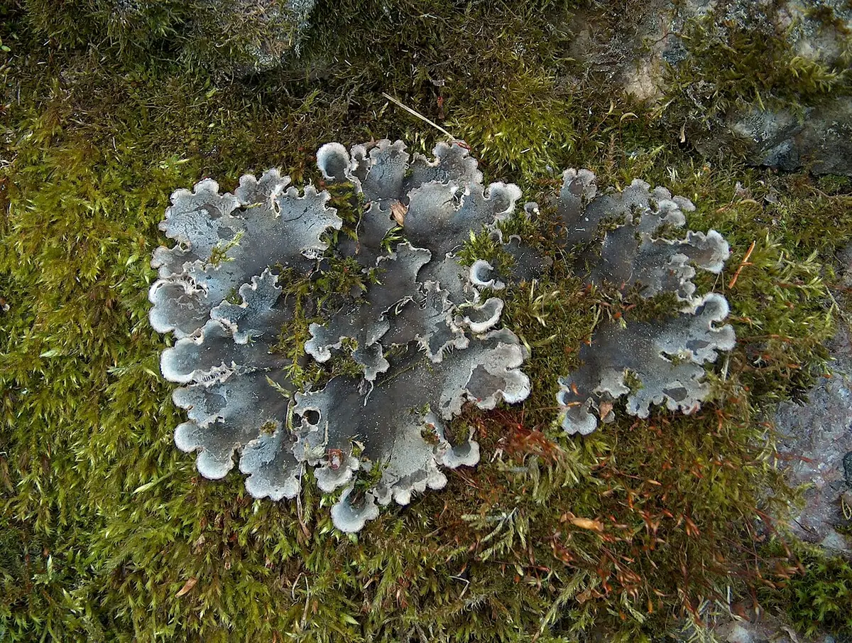 Pawężnica psia (Peltigera canina) — zdjęcie 1 z 4