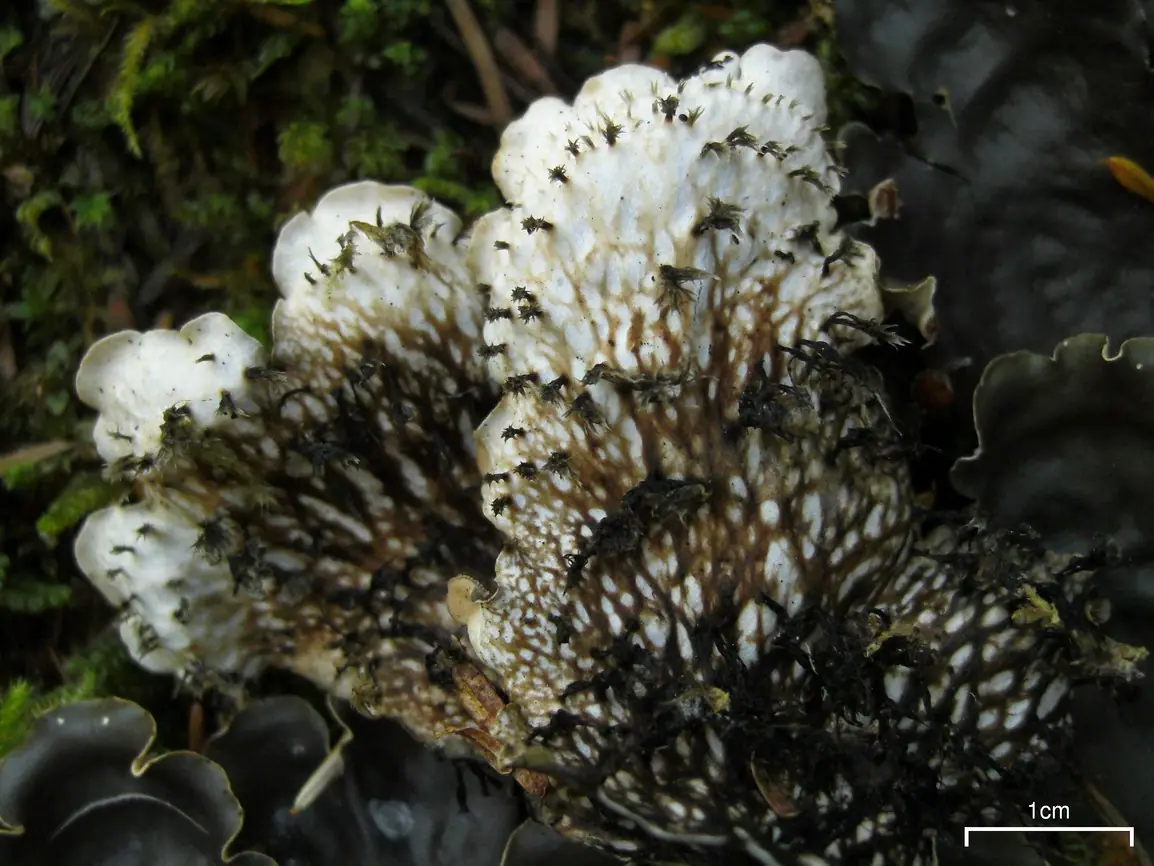 Pawężnica rozłożysta (Peltigera horizontalis) — zdjęcie 1 z 4