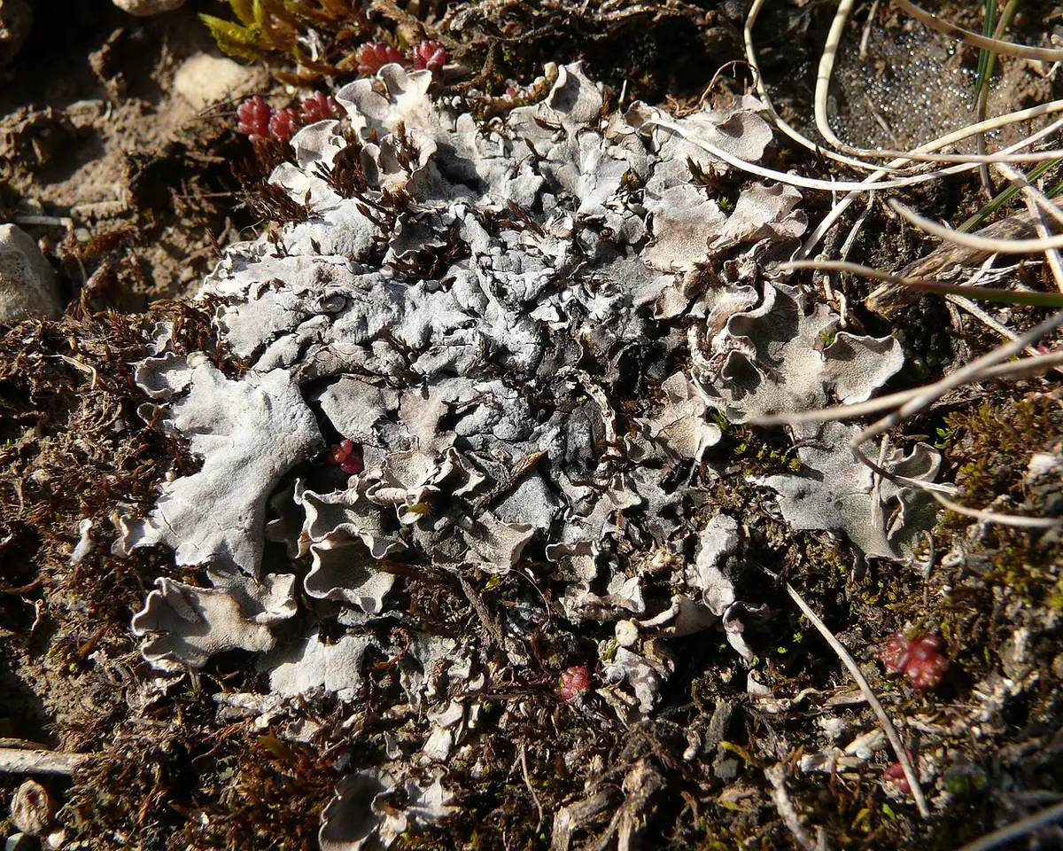Pawężnica rudawa (Peltigera rufescens) — zdjęcie 1 z 4