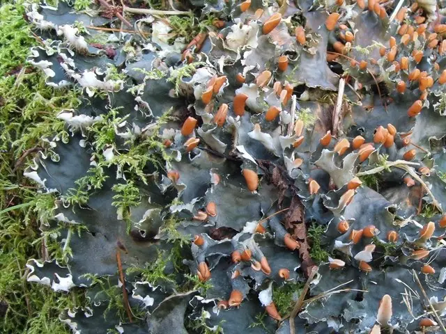 Pawężnica sałatowa (Peltigera hymenina) — zdjęcie 1 z 4