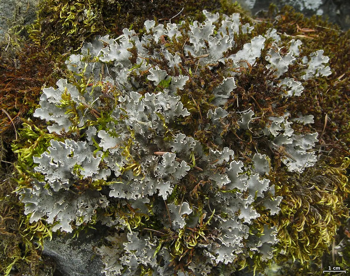Pawężnica węgierska (Peltigera ponojensis) — zdjęcie 1 z 4