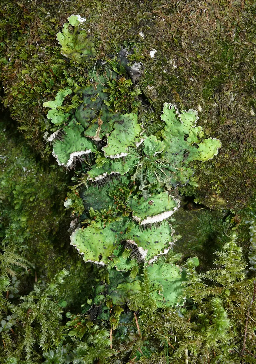 Pawężnica żyłkowana (Peltigera leucophlebia) — zdjęcie 1 z 4