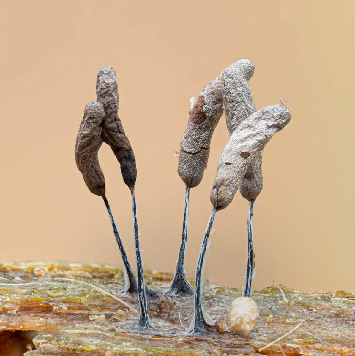 Paździoreczek gęsty (Stemonitopsis typhina) — zdjęcie 1 z 4