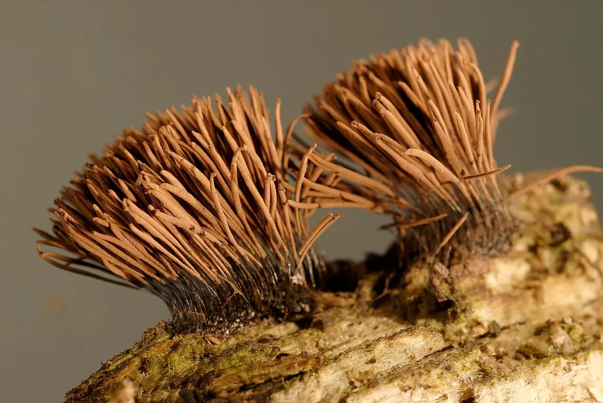 Paździorek rdzawy (Stemonitis axifera) — zdjęcie 1 z 4