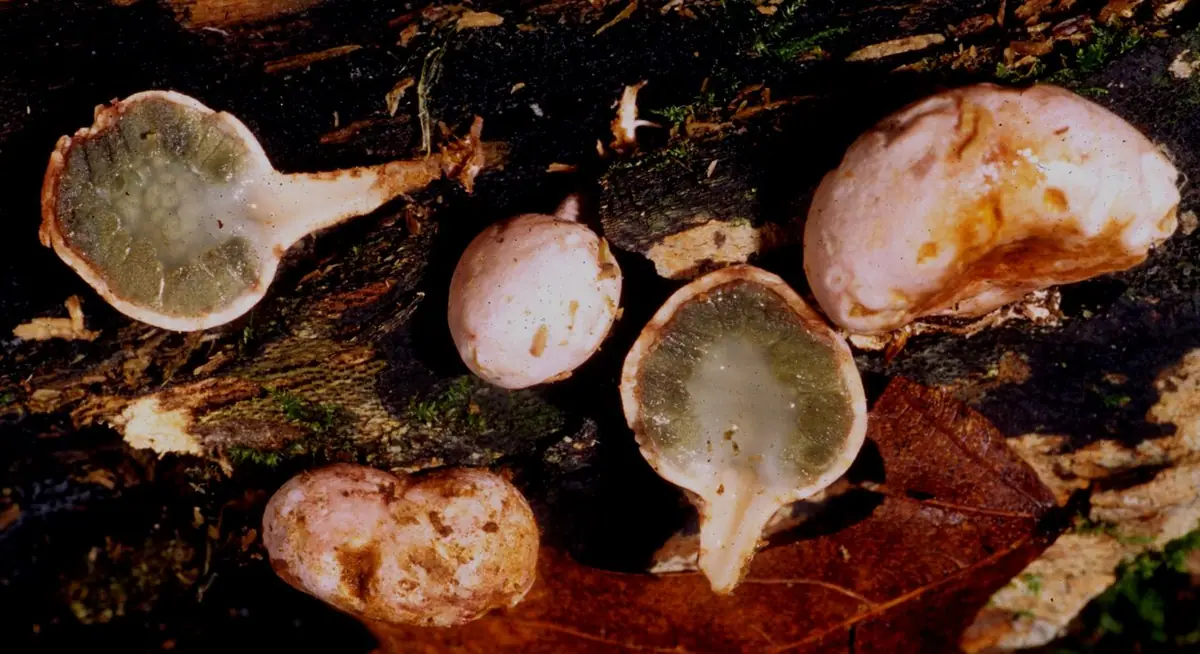 Pękacz gruszkowaty (Phallogaster saccatus) — zdjęcie 1 z 4