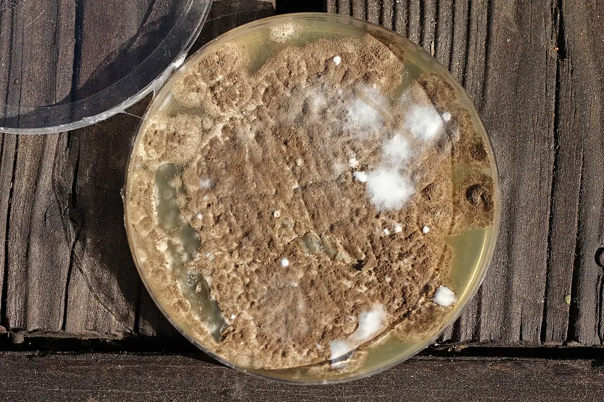 Penicillium brevicompactum — zdjęcie 1 z 3