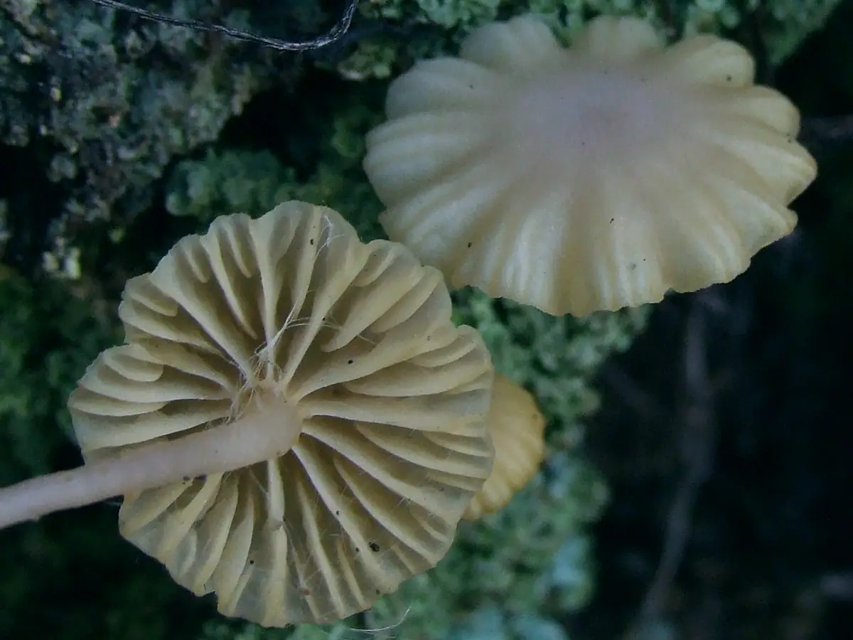 Pępnica drobna (Chrysomphalina grossula) — zdjęcie 1 z 4
