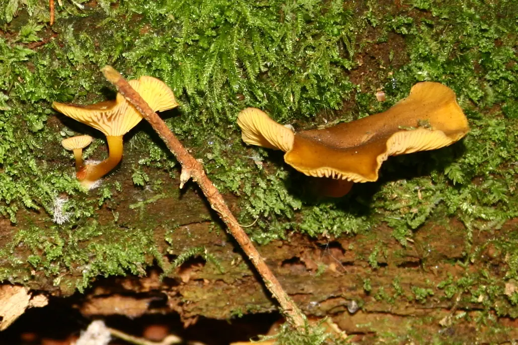 Pępnica złotoblaszkowa (Chrysomphalina chrysophylla) — zdjęcie 1 z 4