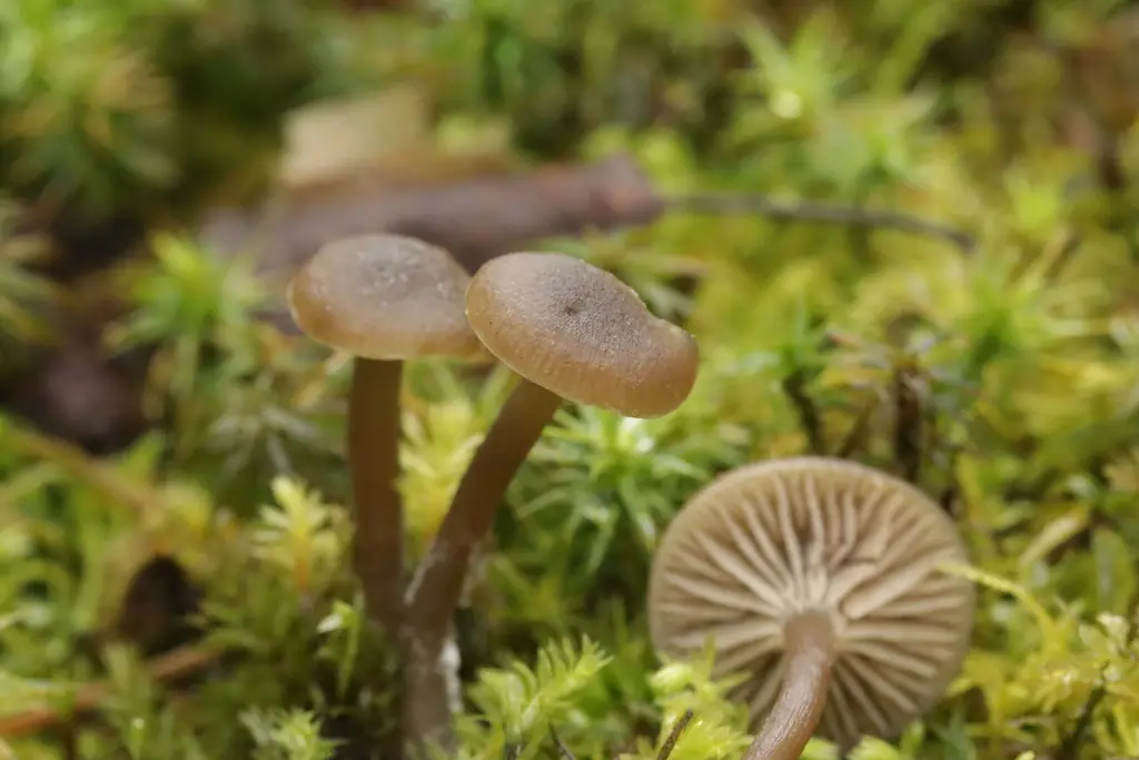 Pępnik gwiaździstozarodnikowy (Omphaliaster asterosporus)