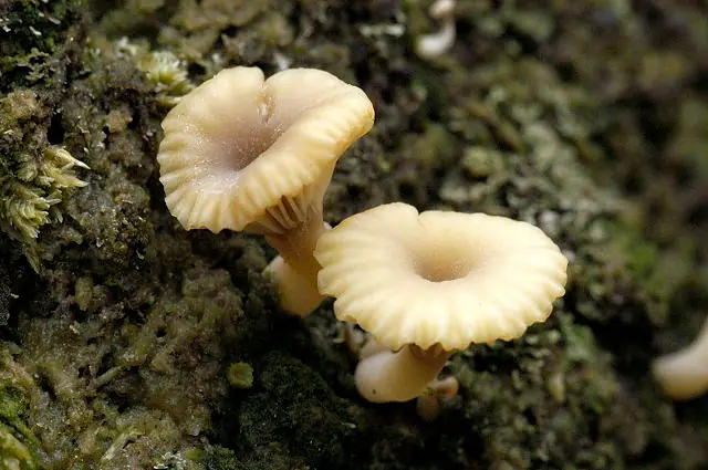 Pęporostek baldaszkowy (Lichenomphalia umbellifera) — zdjęcie 1 z 4