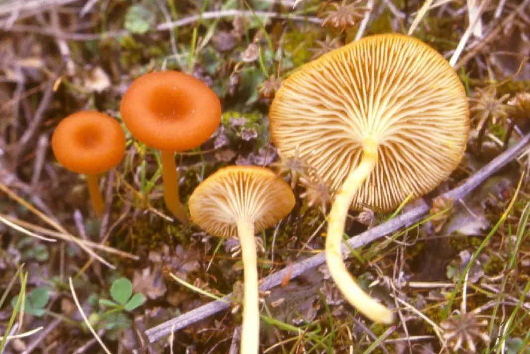 Pępóweczka pomarańczowa (Loreleia postii) — zdjęcie 1 z 4