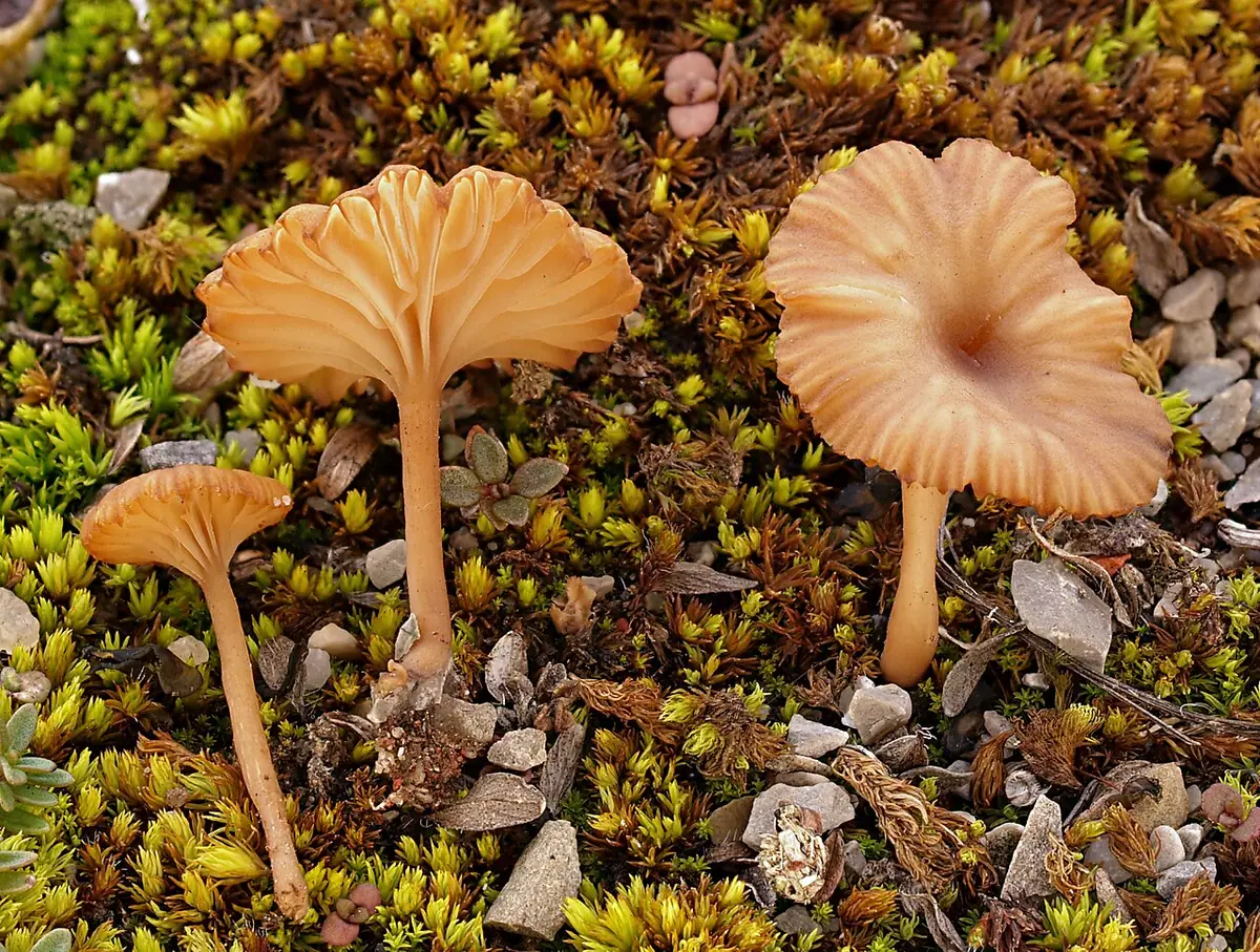Pępówka kubkowata (Omphalina pyxidata) — zdjęcie 1 z 4