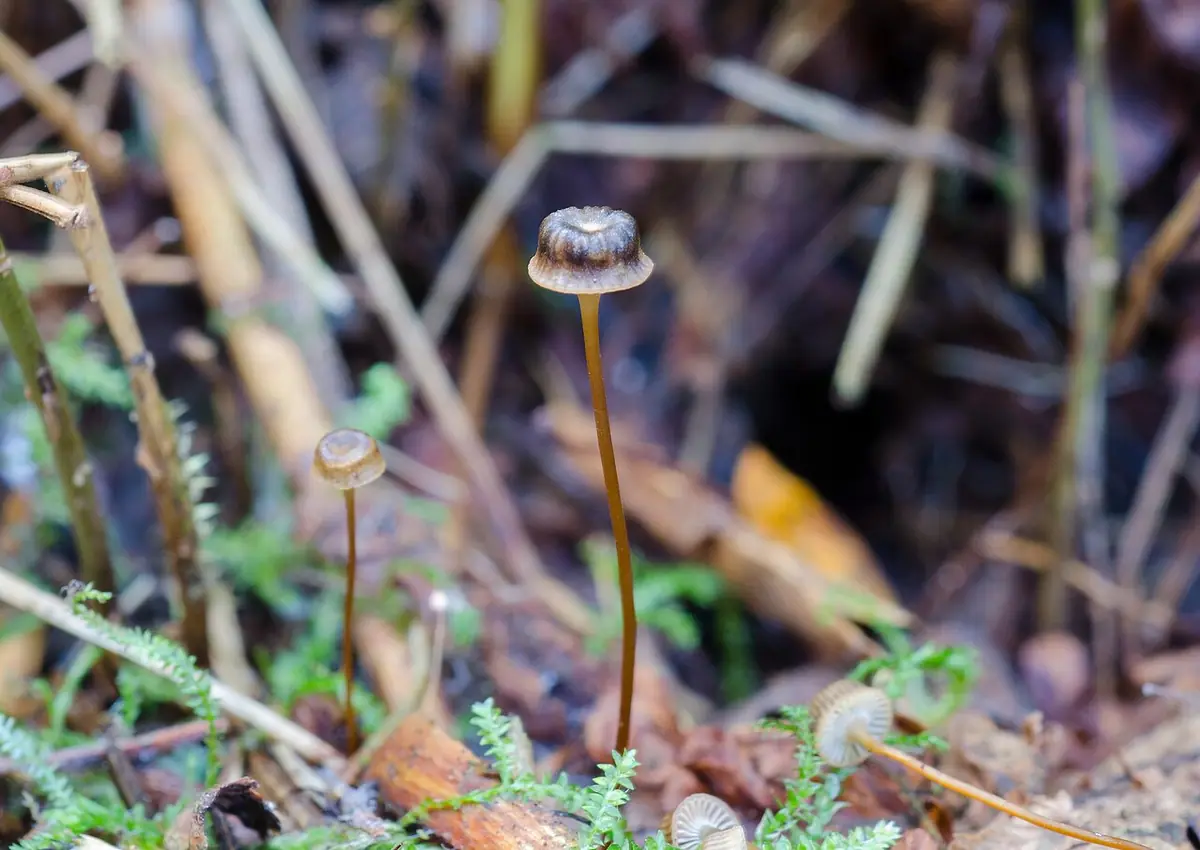 Pępowniczka złotobrzega (Xeromphalina picta) — zdjęcie 1 z 4