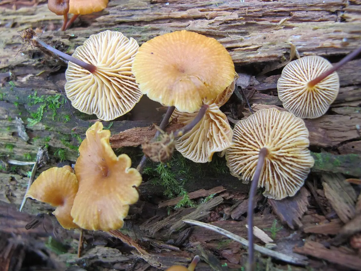 Pępowniczka żółtawa (Xeromphalina cauticinalis) — zdjęcie 1 z 4