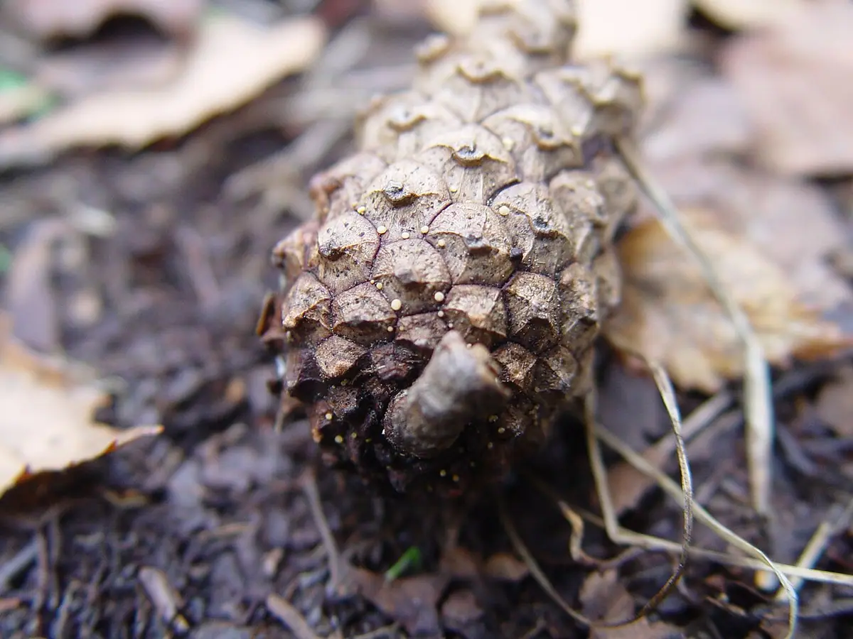 Pezicula eucrita
