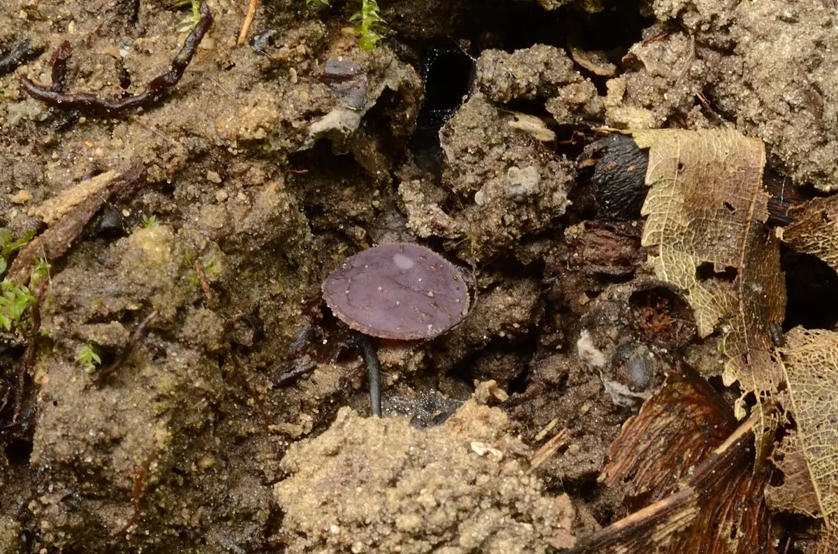 Peziza gerardii — zdjęcie 1 z 3