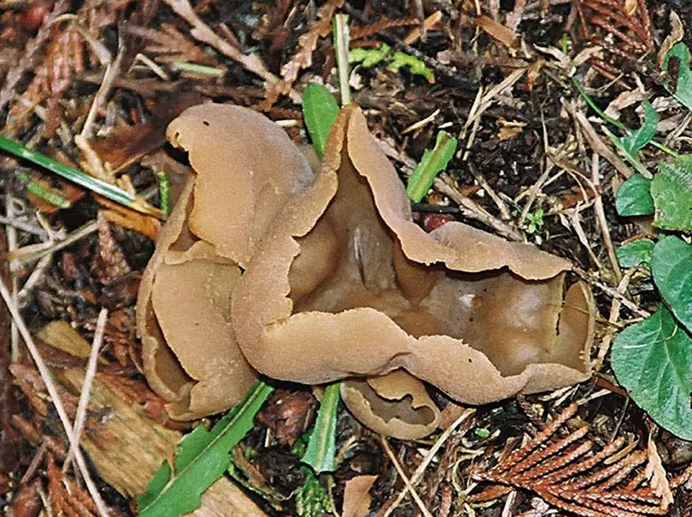 Peziza petersii — zdjęcie 1 z 4