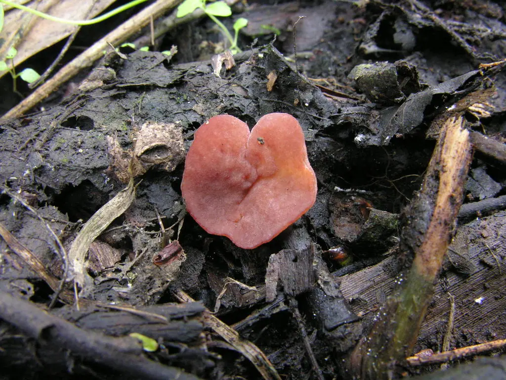 Peziza subisabellina — zdjęcie 1 z 2