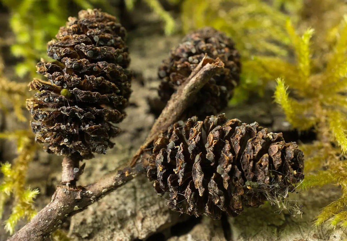 Pezizella (Pezizella alniella) — zdjęcie 1 z 2