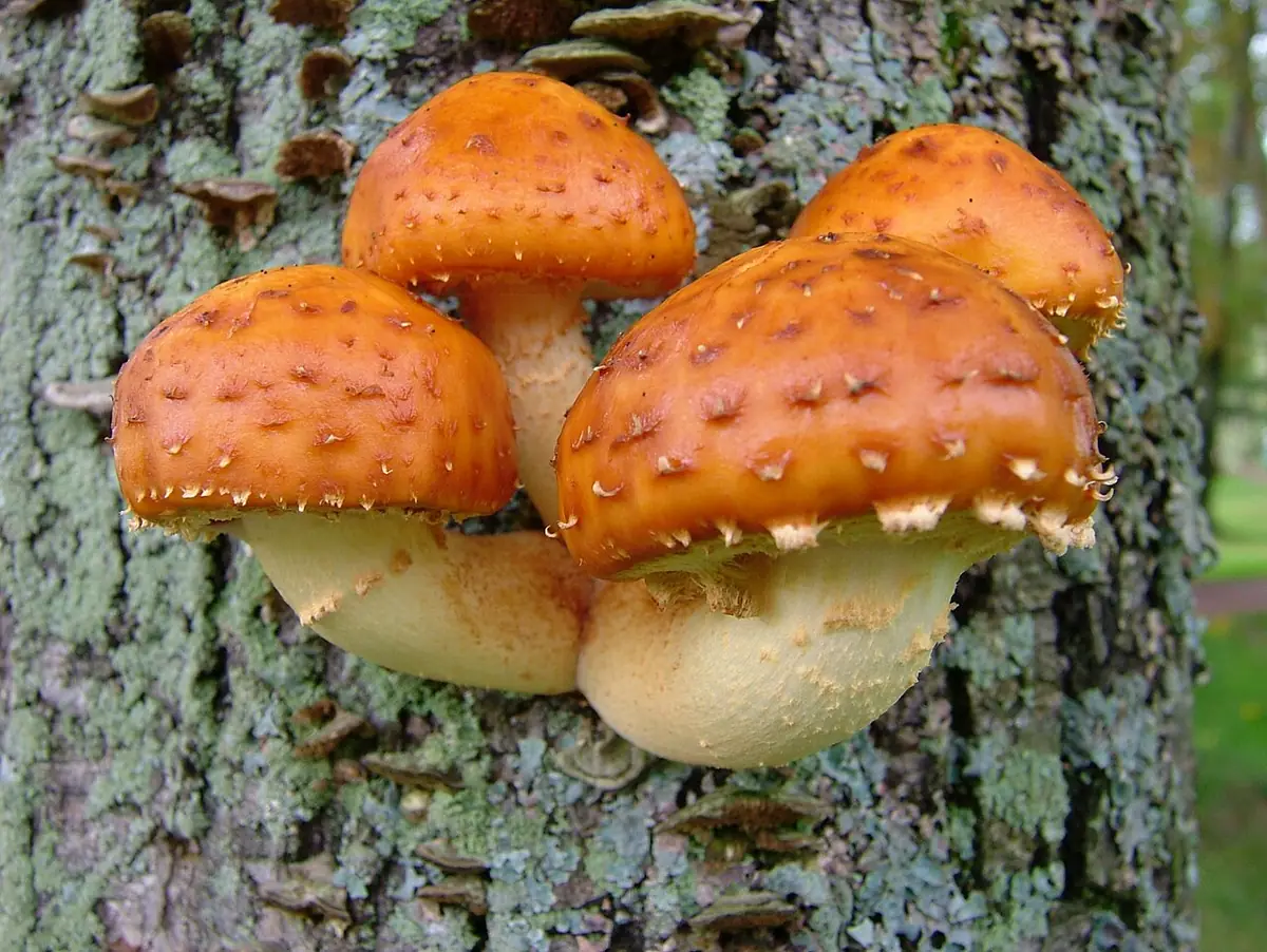 Pholiota cerifera — zdjęcie 1 z 4