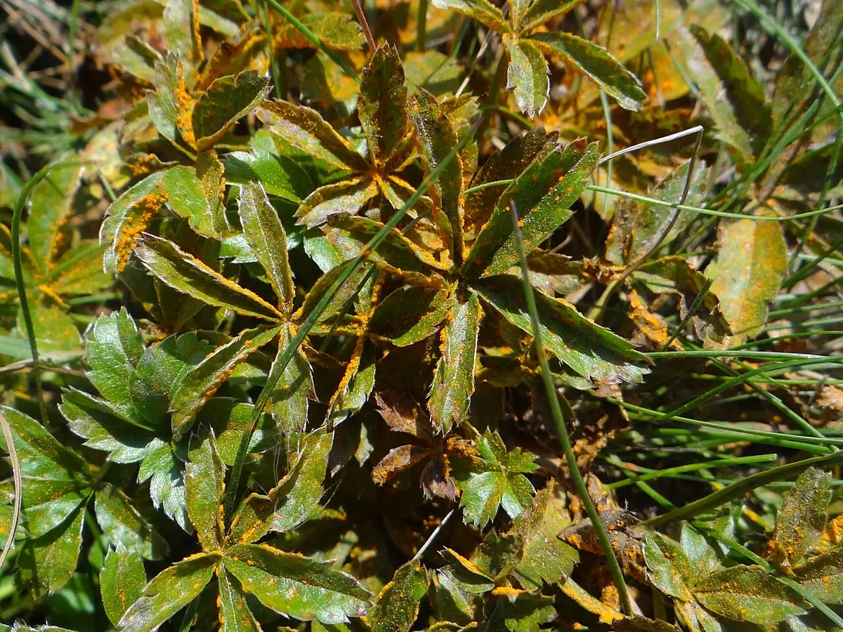 Phragmidium potentillae — zdjęcie 1 z 3