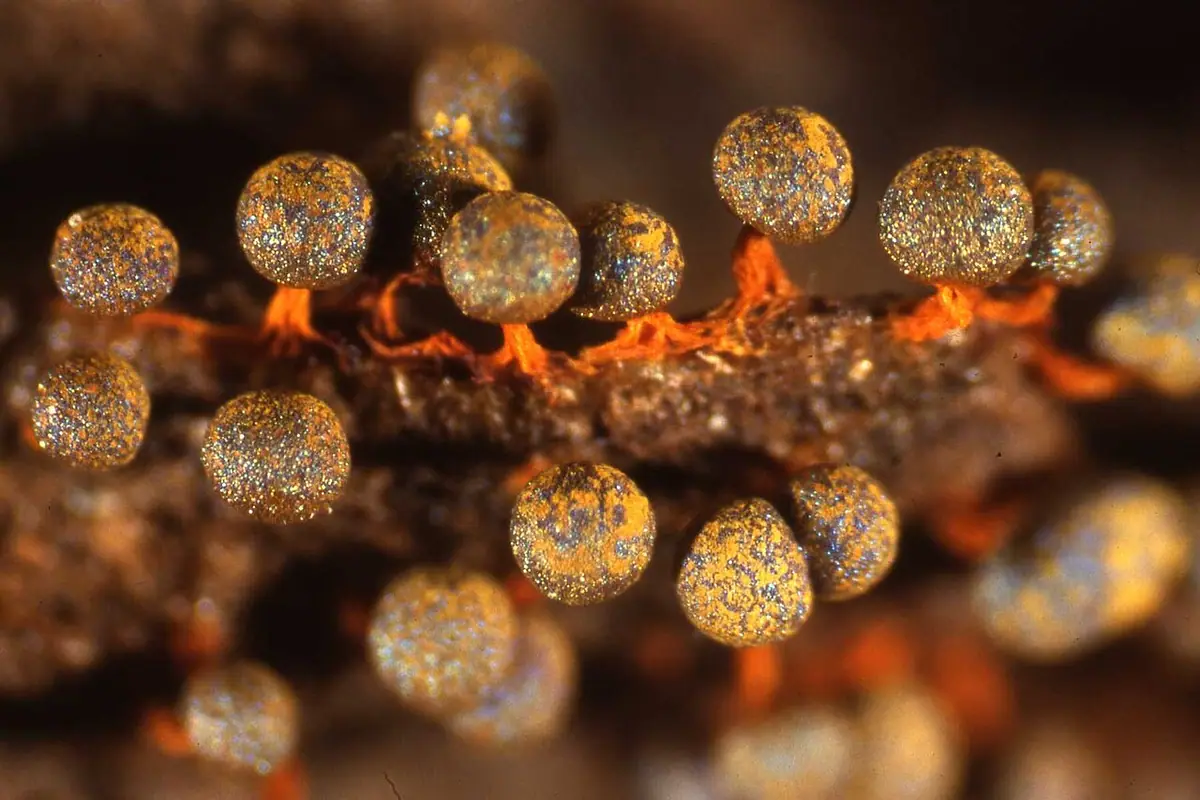 Physarum spp. — zdjęcie 1 z 4