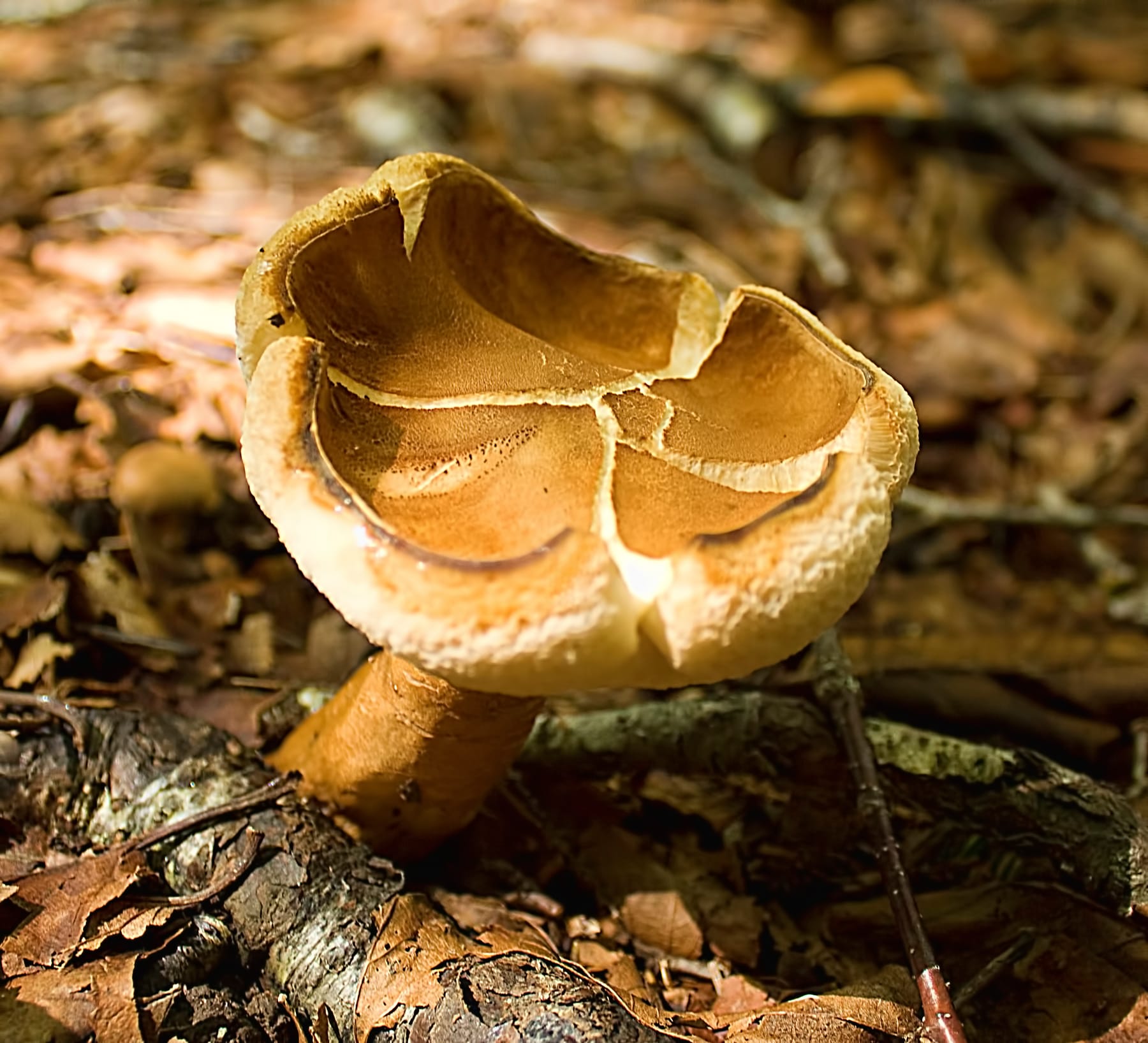 Piaskowiec kasztanowaty (Gyroporus castaneus) — zdjęcie 1 z 4