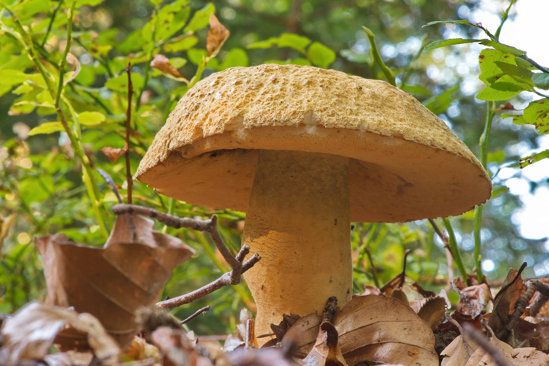 Piaskowiec modrzak (Gyroporus cyanescens) — zdjęcie 1 z 4