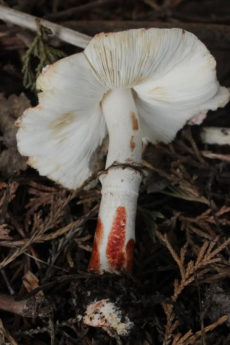 Pieczareczka czerwieniejąca (Leucocoprinus badhamii) — zdjęcie 1 z 4